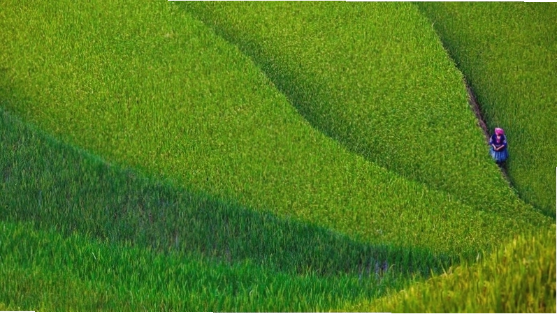 Ruộng lúa xanh với đường đi