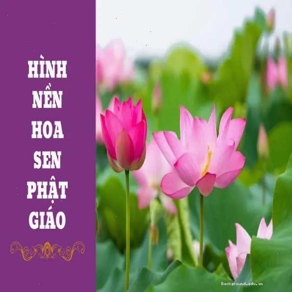 Tải ngay bộ sưu tập hình nền hoa sen Phật giáo độc đáo