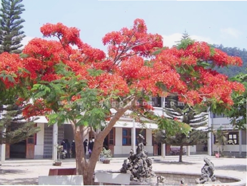 Tán phượng già in bóng trên nền trời xanh