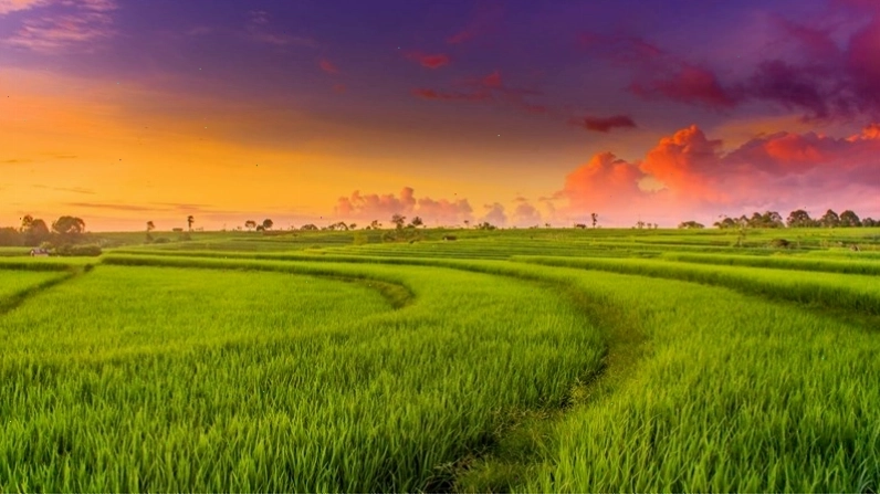 Toàn cảnh cánh đồng lúa xanh dưới nắng