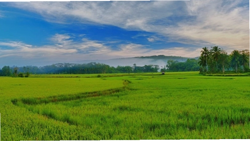 Toàn cảnh cánh đồng lúa xanh trải dài