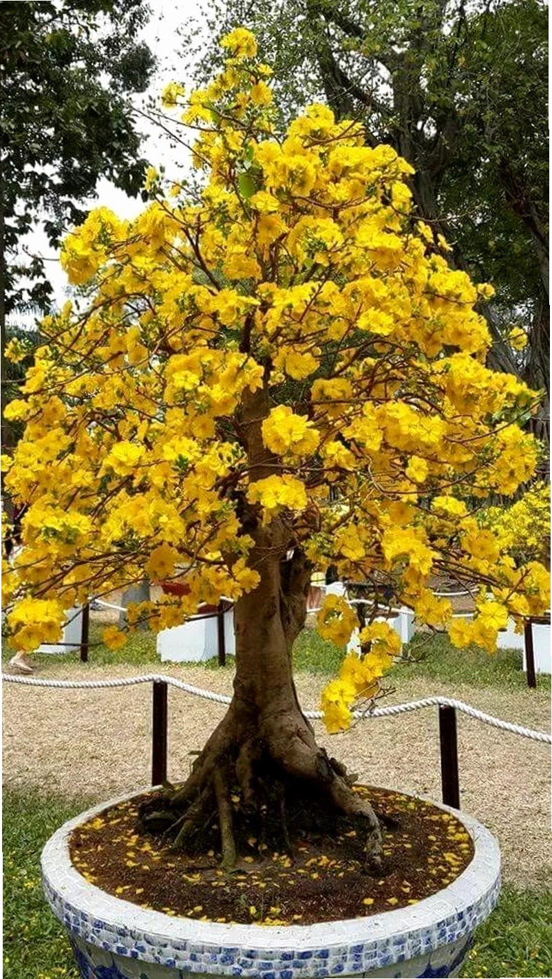 Tranh vẽ hoa mai vàng cách điệu