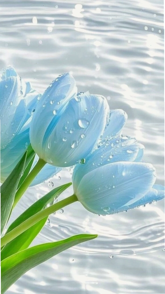 Tulip xanh dưới làn nước trong, độc đáo và ấn tượng