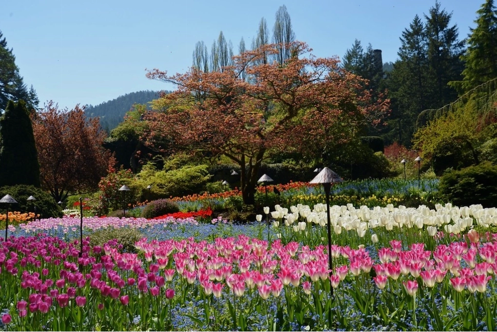 Vẻ đẹp đa dạng của Butchart Gardens tại Canada