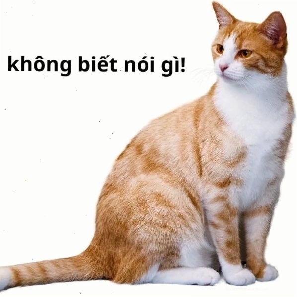 không biết nói gì meme thể hiện sự cạn lời