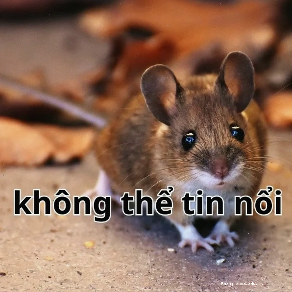 meme thật không thể tin nổi đầy kịch tính