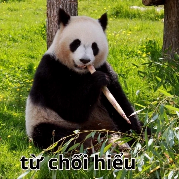 meme từ chối hiểu cực kỳ hài hước
