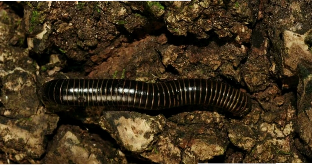 Close up of isopods and springtails in soil