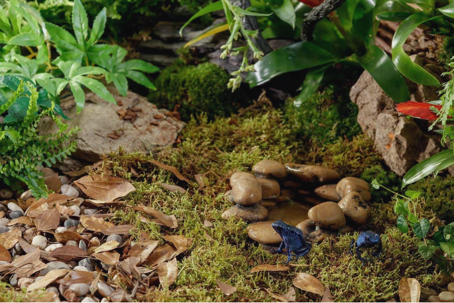 Infographic showing the steps for setting up a bioactive terrarium