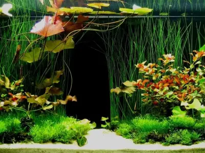 100+ ảnh background hồ cá đẹp tải miễn phí chất lượng cao