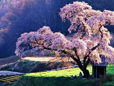 Tổng hợp 60+ ảnh background hoa cúc chất lượng full HD