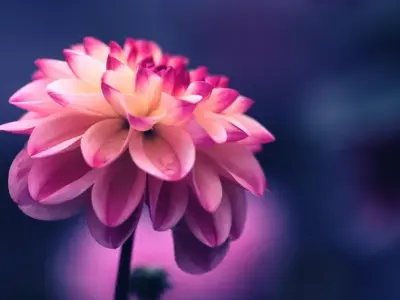 Tổng hợp 50 ảnh background hoa tuyệt đẹp chất lượng cao