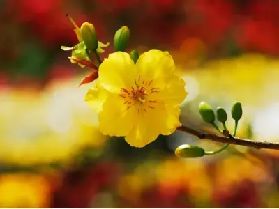 Tổng hợp 50 ảnh background hoa mai đẹp chất lượng cao