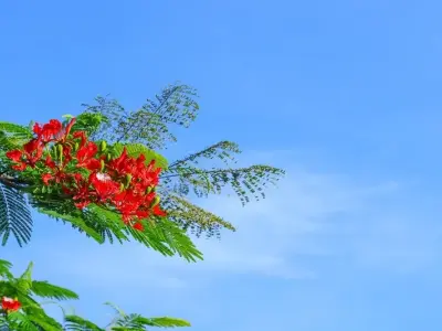 Khám phá 60 ảnh background hoa phượng nổi bật, miễn chê