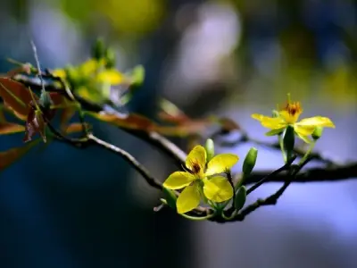 Tổng hợp 50+ ảnh background hoa Tết đẹp nhất năm nay