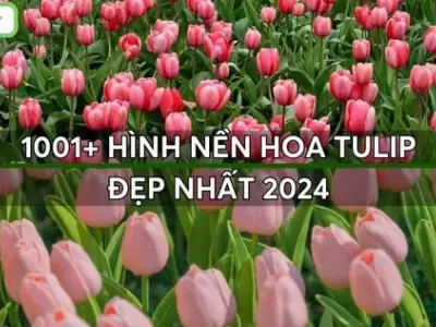 Bộ sưu tập 15+ hình nền hoa tulip vẽ siêu cute dễ thương