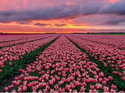 Bộ sưu tập 15+ hoa tulip làm hình nền siêu đẹp chất lượng 4K