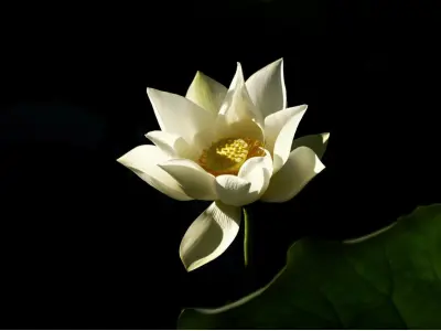 Bộ sưu tập 25 hình nền hoa sen trắng đẹp thanh tao cho máy tính