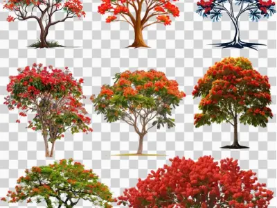 Bộ sưu tập background hoa phượng đẹp rực rỡ đón mùa hè
