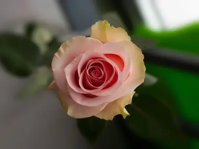 Bộ sưu tập hình nền hoa hồng trắng cực đẹp chuẩn nét
