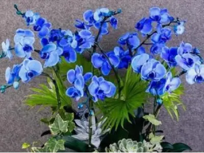 Bộ sưu tập hình nền hoa lan hồ điệp tuyệt đẹp sang trọng