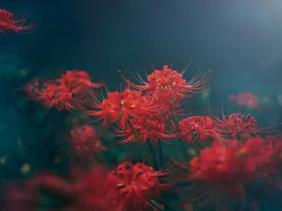 Bộ sưu tập hoa bỉ ngạn làm hình nền siêu đẹp chất lượng 4K