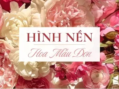 Bộ sưu tập hoa mẫu đơn đẹp làm hình nền điện thoại máy tính