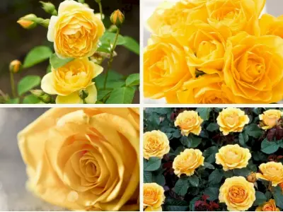 Tổng hợp background hoa hồng vàng siêu đẹp chất lượng cao