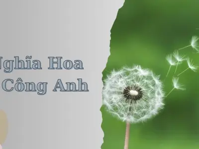 Tổng hợp bộ sưu tập hình nền hoa bồ công anh cho điện thoại