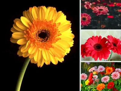 Tổng hợp bộ sưu tập hình nền hoa đồng tiền đẹp sắc nét