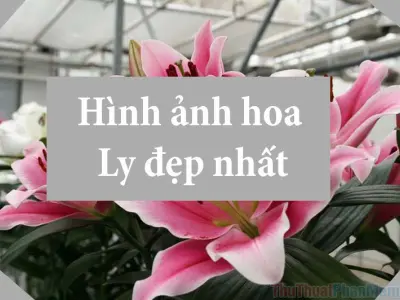 Tổng hợp bộ sưu tập hình nền hoa ly đẹp chất lượng cao 2026