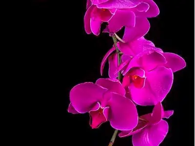 Tổng hợp bộ sưu tập hình nền hoa phong lan đẹp cực sắc nét