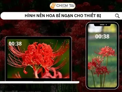 Tổng hợp hình nền hoa bỉ ngạn đỏ đẹp lung linh độ phân giải 4K