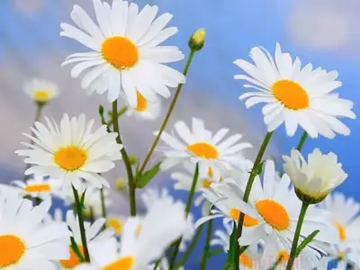 Tổng hợp hình nền hoa cúc vẽ cực đẹp ấn tượng