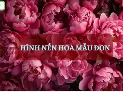 Tổng hợp hình nền hoa mẫu đơn 4d tuyệt đẹp chuẩn chất lượng cao