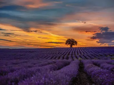 Top hình nền hoa lavender cho điện thoại sắc nét tuyệt đẹp