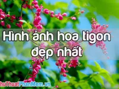Tuyển tập hình nền hoa tigon tuyệt đẹp dịu dàng khoe sắc