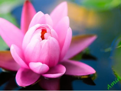 Hình nền điện thoại hoa sen: Vẻ đẹp thanh tao và ý nghĩa sâu sắc