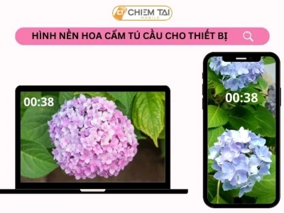 Hình nền hoa cẩm tú cầu chill: Tuyệt tác thiên nhiên cho không gian số