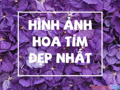 Hình nền hoa màu tím: Tuyển tập ảnh đẹp cho không gian thêm mộng mơ