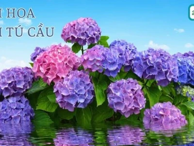 Khám phá vẻ đẹp hình nền hoa cẩm tú cầu rực rỡ cho thiết bị của bạn