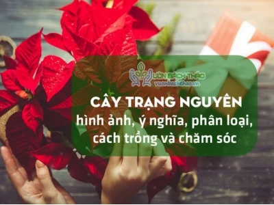 Khám phá vẻ đẹp hình nền hoa trạng nguyên cho năm 2026