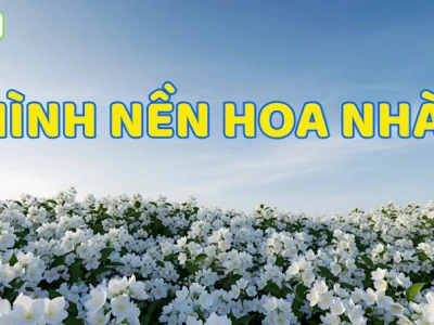 Khám phá Vẻ Đẹp Tinh Tế: 673+ Hình Nền Hoa Nhài Dịu Dàng Cho Mọi Thiết Bị