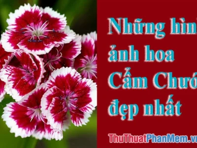 Khám phá vẻ đẹp tinh tế của hình nền hoa cẩm chướng