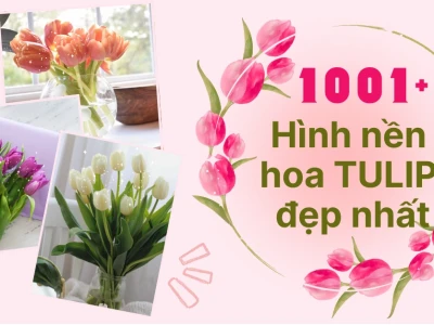 Khám phá vẻ đẹp tinh tế của hình nền hoa tulip xanh