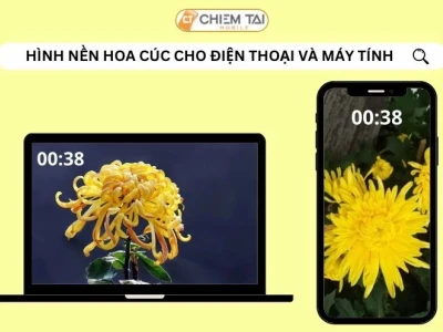 Khám Phá Vẻ Đẹp Tinh Tế Với Hình Nền Hoa Cúc Độc Đáo