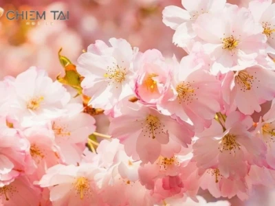 Ngắm nhìn vẻ đẹp tinh khôi của hình nền ảnh hoa đào đẹp