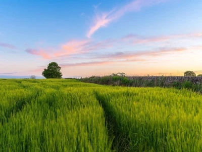 Tuyển chọn hình nền cánh đồng lúa: Vẻ đẹp thơ mộng cho màn hình máy tính, điện thoại