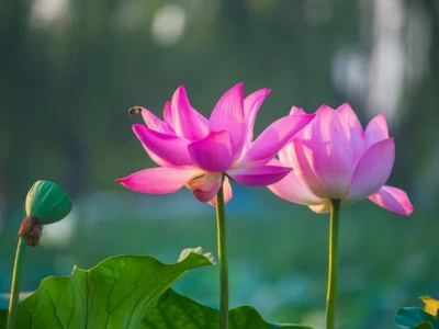 Tuyển Tập Ảnh Hoa Sen Đẹp Nhất Làm Hình Nền 2026