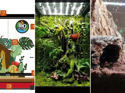Comprehensive guide to setting up a bioactive terrarium for amphibians